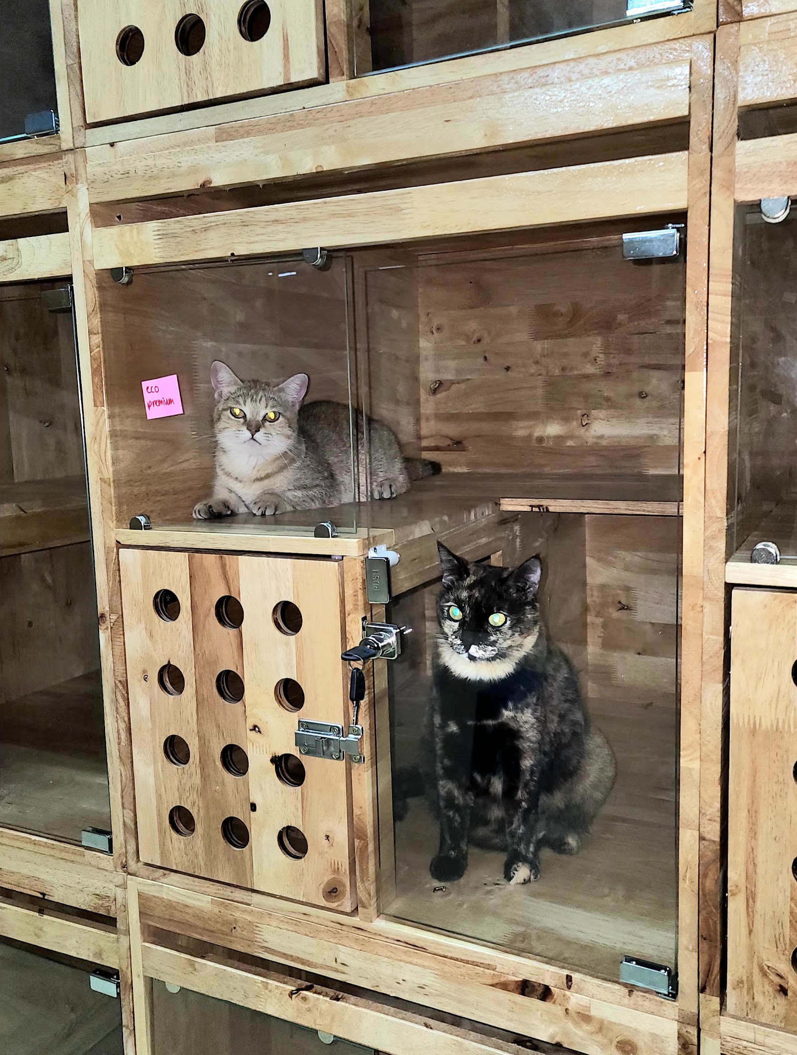 Felis CATus Shop 10